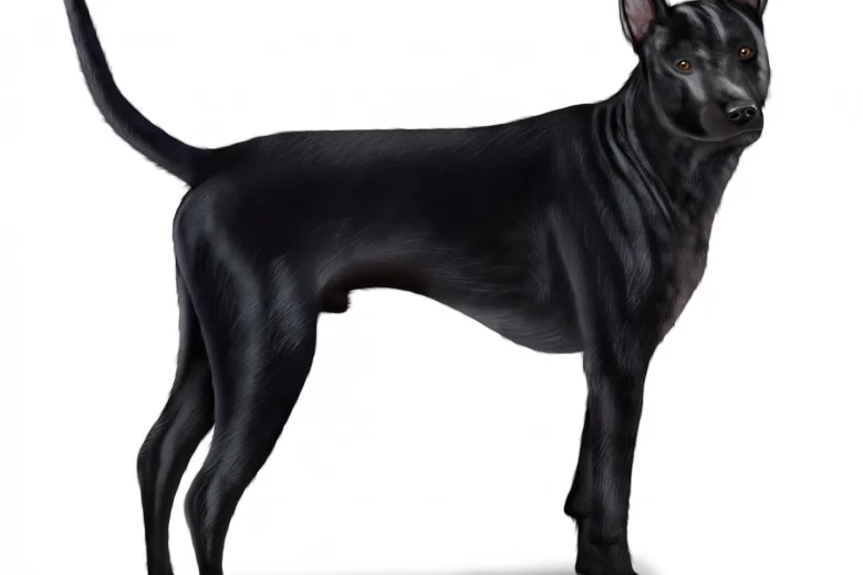Thai Ridgeback