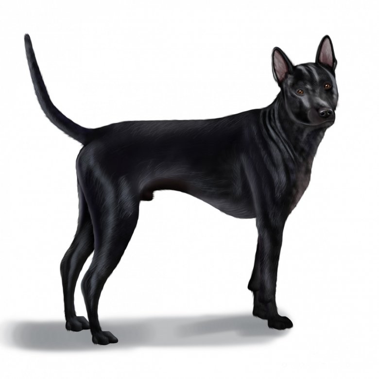 Thai Ridgeback