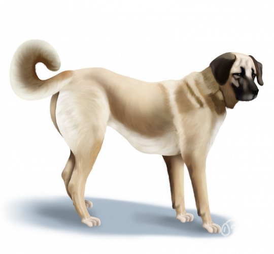 Turkish Kangal