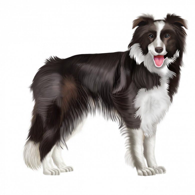 Welsh Collie