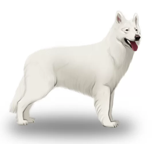 White Swiss Shepherd Dog