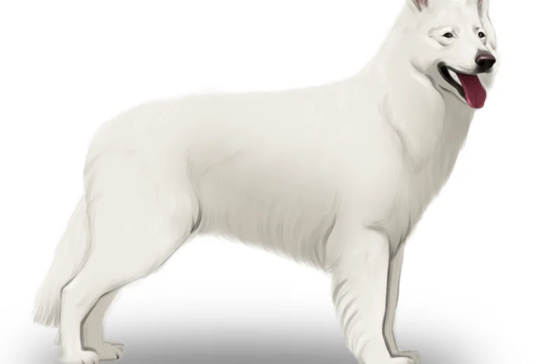 White Swiss Shepherd Dog