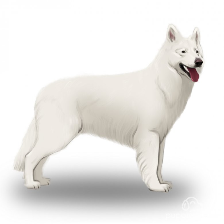 White Swiss Shepherd Dog