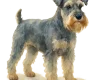 Miniature Schnauzer