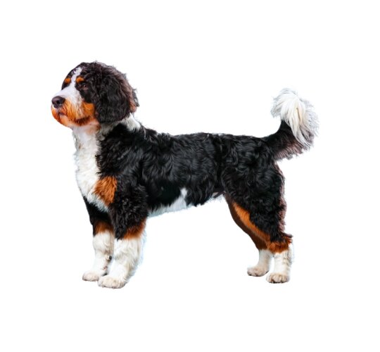 Bernedoodle