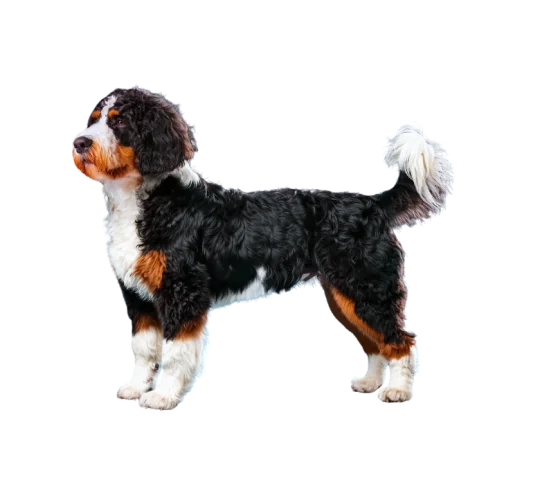Bernedoodle