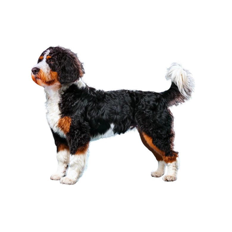 Bernedoodle