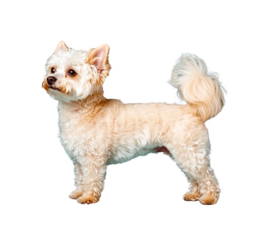 Pomapoo