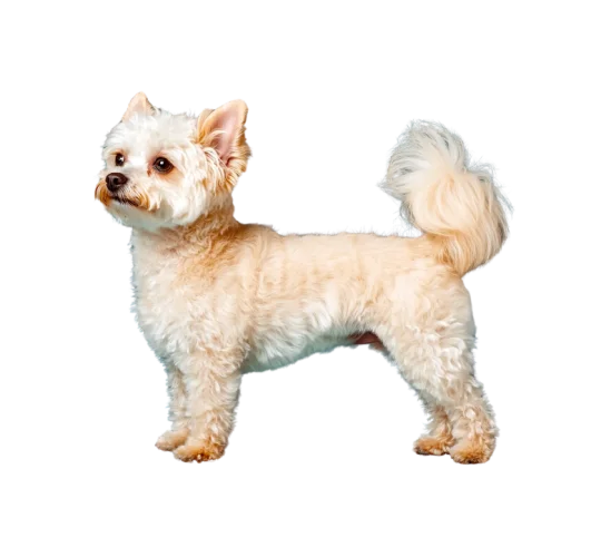 Pomapoo