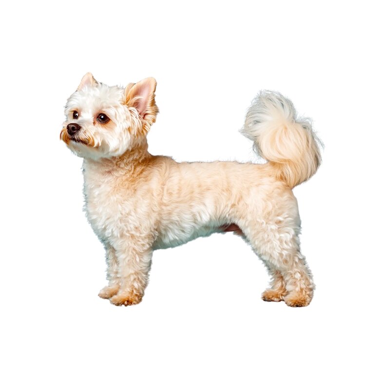 Pomapoo