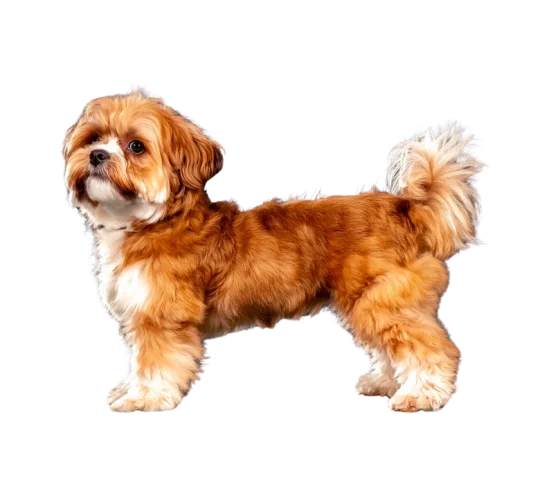 Shichon
