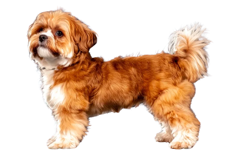 Shichon