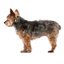 Yorkiepoo