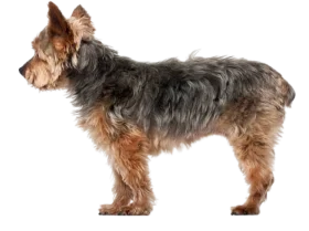 Yorkiepoo