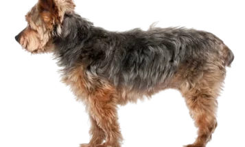 Yorkiepoo
