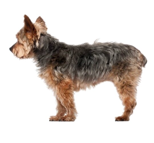 Yorkiepoo