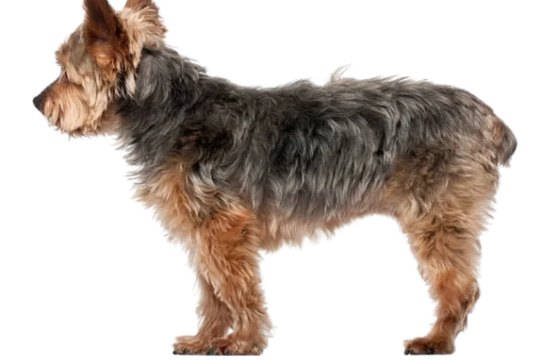 Yorkiepoo