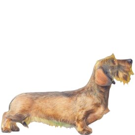 Dachshund (Miniature Wire Haired)