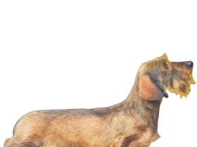 Dachshund (Miniature Wire Haired)
