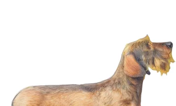 Dachshund (Miniature Wire Haired)