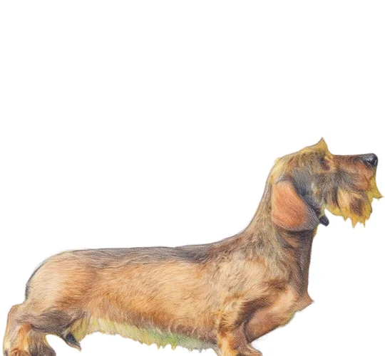 Dachshund (Miniature Wire Haired)