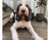 Grand Basset Griffon Vendeen