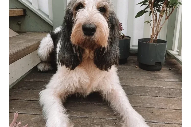 Grand Basset Griffon Vendeen