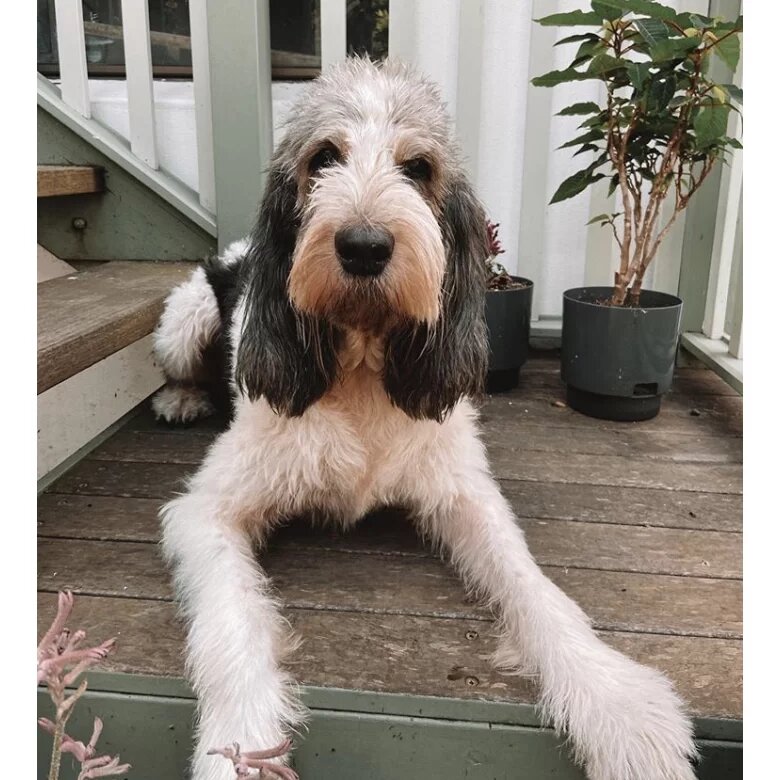 Grand Basset Griffon Vendeen