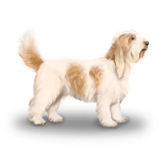 Petit Basset Griffon Vendeen