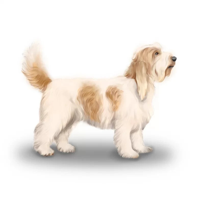 Petit Basset Griffon Vendeen
