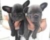 French Bulldog - Both