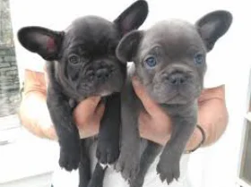 French Bulldog - Both