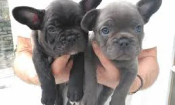 French Bulldog - Both