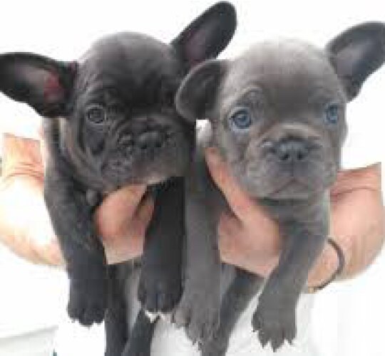 French Bulldog