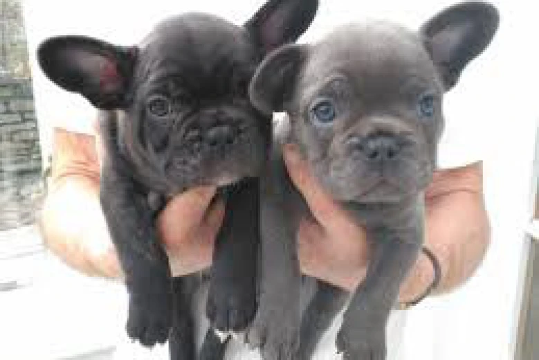 French Bulldog - Both