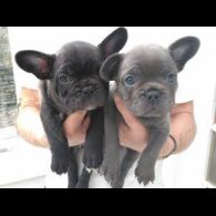 French Bulldog - Both