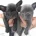 French Bulldog - Both
