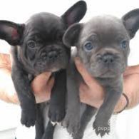 French Bulldog - Both