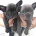 French Bulldog - Both