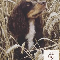 Cocker Spaniel (Working & Show)