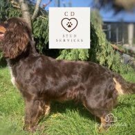 Cocker Spaniel (Working & Show)