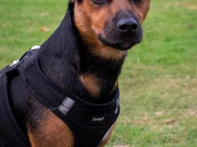 Jack Russell