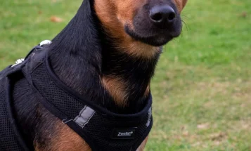 Jack Russell