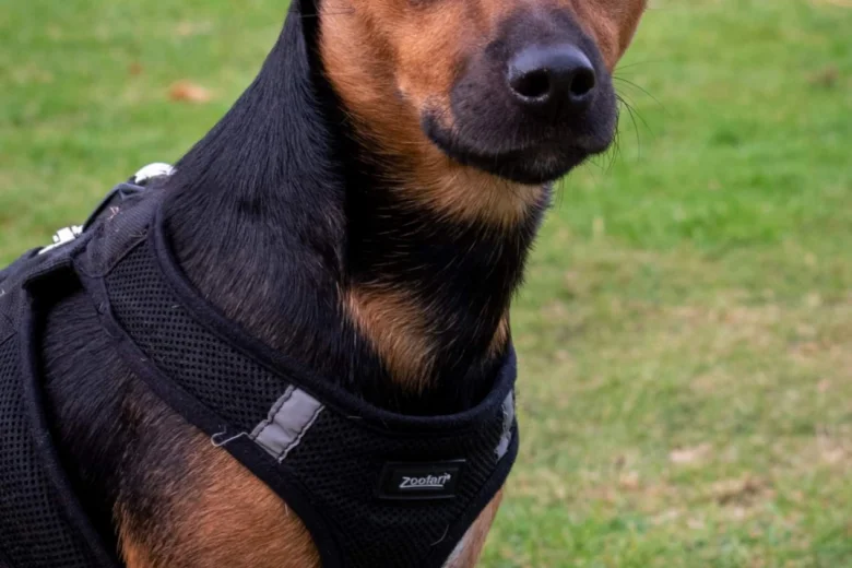 Jack Russell