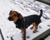 Jack Russell