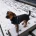 Jack Russell