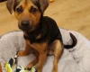 Jack Russell
