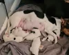 Jack Russell - Both