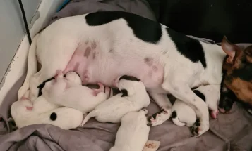Jack Russell - Both