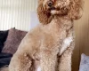 Cockapoo